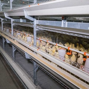 Cages à poulets de chair pour poulets Équipement d'élevage automatique de volaille en <span class=keywords><strong>maison</strong></span> fermée Cages à poulets de chair Cage à poulets de chair - Product Image 1