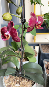 Clips para Plantas Diseñados para Orquídeas, que Proporcionan Soporte para Tallos, Enredaderas y Plantas Trepadoras para Ayudarles a Crecer Verticalmente - Product Image 4