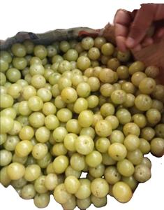 Polvo de Amla (Uva de la India) Más Vendido |   Ingrediente Superalimento Natural |   Suministro de Exportación al por Mayor - Product Image 3