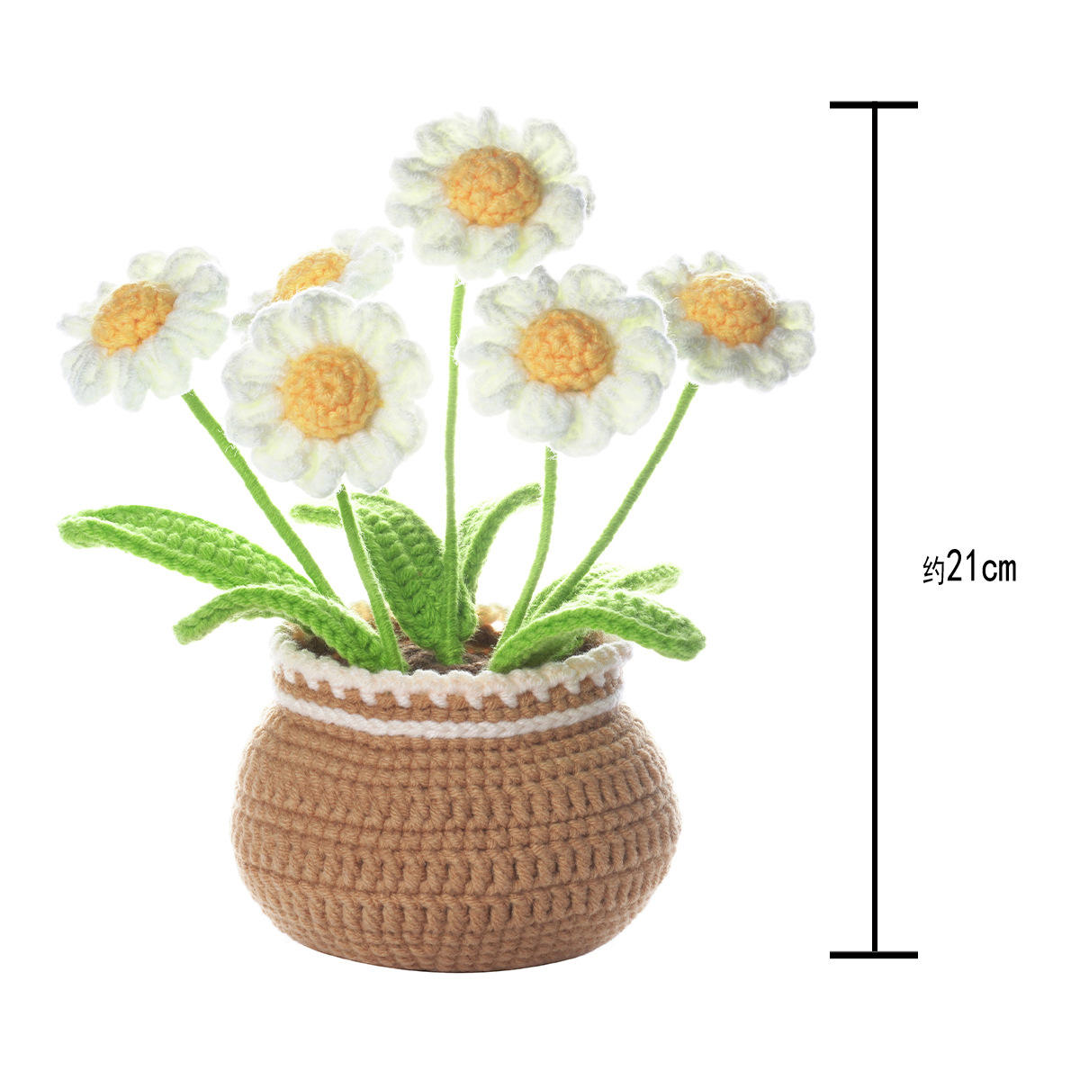 Petite Daisy Big Pot Plantation + Vidéo en anglais