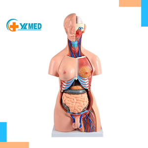 Modèle de corps humain de torse neutre en PVC écologique de 85 cm, modèle d'anatomie intelligent à double sexe interchangeable de luxe, sciences médicales - Product Image 1