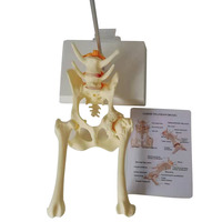 Modèle d'enseignement d'anatomie canine vétérinaire, modèle articulaire malade de chien, modèle d'articulation de la hanche de chien avec modèle de fémur