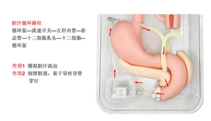 ERCP Model Gastroskopi Cerrahi Eğitim Modeli, ERCP Operasyonu, Duodenoskop Uygulaması, Yüzüstü Pozisyon (Başsız) - Product Image 5