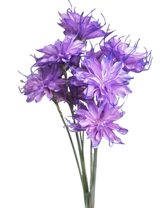 Flores Secas Hechas a Mano, Epiphyllum, Cereus Artificial <span class=keywords><strong>de</strong></span> Floración Nocturna para Arreglos Florales, Gran Venta 2024 - Product Image 1