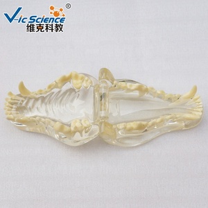 Modelo Anatómico de Dientes de Gato en Plástico para Entrenamiento de Enfermeras en Escuelas y Hospitales - Product Image 1