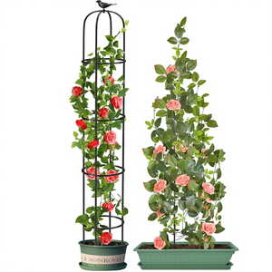 dracaena types Decorative Dracaena Duo