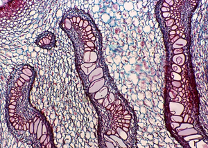 BestScope Microscopio Compuesto Biológico con Iluminación LED, Ajuste Grueso, Trinocular Educativo, para Laboratorio, para el - Product Image 2