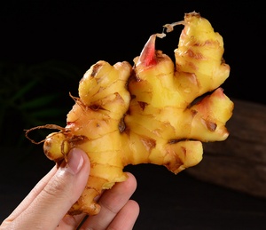 Jahe Segar 250g Jahe Kering Cina Bersertifikat Laris Manis untuk Penggunaan Makanan Pertanian - Product Image 2