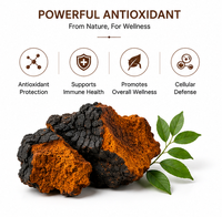 Extrait de champignon Chaga en poudre de haute pureté 10:1 20:1, double extraction, soluble dans l'eau, en vrac