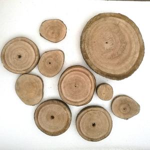 Tronco de <span class=keywords><strong>Paulownia</strong></span> Cortado en Rodajas con Anillos Claros para Referencia - Product Image 1