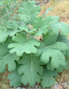Fornecimento de fábrica Pure <span class=keywords><strong>Natural</strong></span> Macleaya Cordata Extract Pink Plumepoppy Extract 40%-98% Sanguinarine <span class=keywords><strong>Powder</strong></span> com melhor preço - Product Image 3