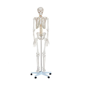 Life-size 180 Cm Cheap Plastic Skeleton Model For Sale