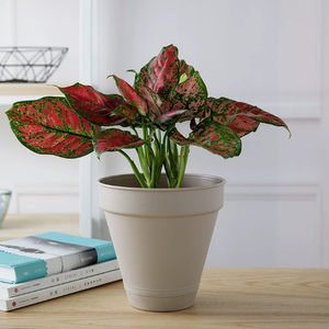 <span class=keywords><strong>Pot</strong></span> <span class=keywords><strong>suspendu</strong></span> circulaire épais de grand diamètre en résine Green Ivy, style ferme, avec trou de drainage et plateau intégré - Product Image 2