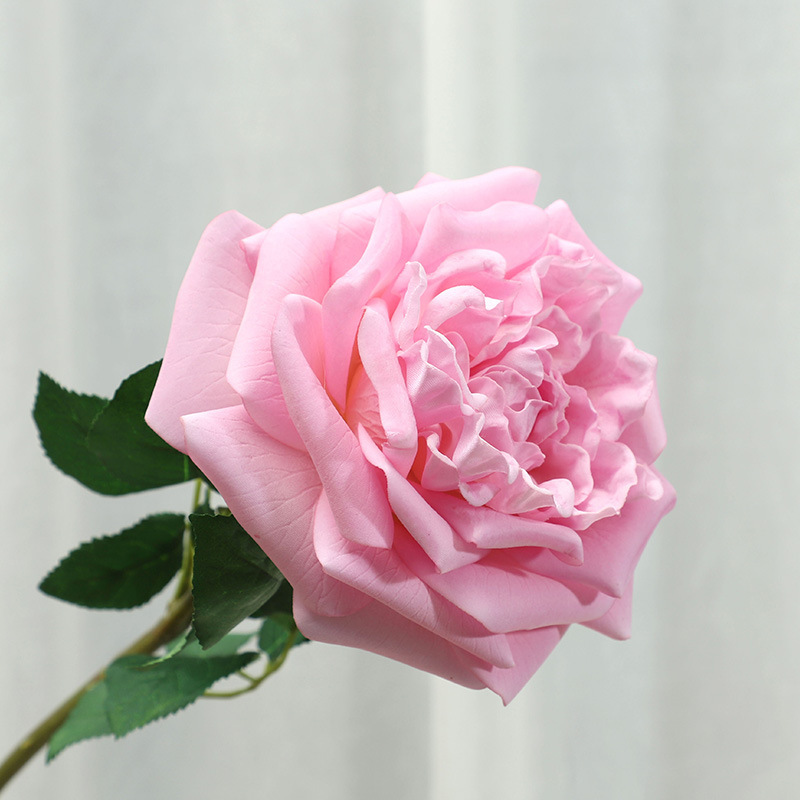 Pink-purple