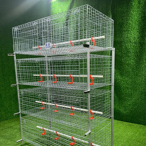 Broiler kanatlı H tipi çok seviyeli profesyonel Manure kemer ile galvanizli Broiler tavuk kafesleri - Product Image 3