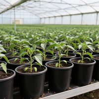 Pots de pépinière en plastique PP écologiques et durables de 3 gallons avec drainage pour légumes, tomates, jeunes arbres – Idéal pour la maison et le jardin – Vente en gros