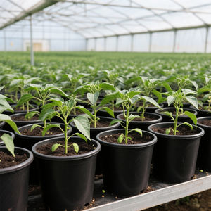 Vasi per Piante in Plastica PP Ecologica da 3 Galloni, Drenanti, per Ortaggi, Pomodori, Piccoli Alberi, Uso Domestico e da Giardino, Vendita all'Ingrosso - Product Image 5