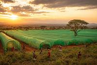 Filet d'ombrage agricole vert en HDPE résistant aux UV pour la protection solaire des cultures maraîchères en Afrique, taux d'ombrage de 75 %
