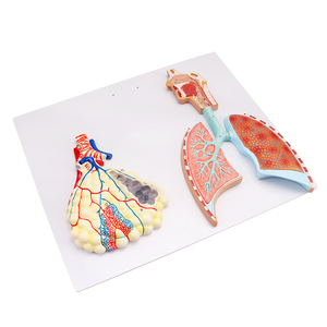 Y tế con người giải phẫu hô hấp và hệ tuần hoàn y tế khoa học đối tượng sinh học mô hình hỗ trợ giảng dạy - Product Image 2