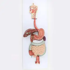 Modelo de sistema digestivo anatómico biológico humano realista KyrenMed desde la cavidad oral nasal hasta el intestino grueso del estómago del hígado
