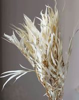 Groothandel Gedroogde Eucalyptus 10 Stengels Per Bundel Gedroogde Bloemen voor Bruiloft Valentijnsdag Thanksgiving Kerstmis Huisdecoratie