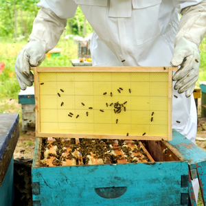 Nuevo Modelo de Colmena Menger FR-2-02, Marcos de Madera Ensamblados, Ojales de Alambre de Acero Inoxidable, Lámina de Cera de Abeja Amarilla para - Product Image 1