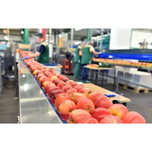 Specialized Plant Customized One-year Warranty SS2205 Efficient Fine Welding fresh fruit Apple mesh belt for food conveyor