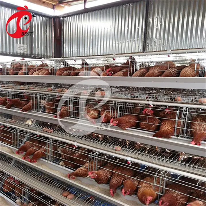 Hot Penjualan 5 Tingkat 200 Burung Ayam Petelur Hebei Ayam Broiler Kandang Otomatis untuk Partai Besar