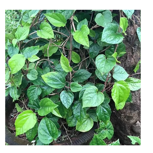 Hoja de Betel Verde Natural Fresca, Entera, de Primera Calidad, para Uso Culinario, Herbal, Ayurvédico, Ceremonias Religiosas, Grado Alimenticio - Product Image 6