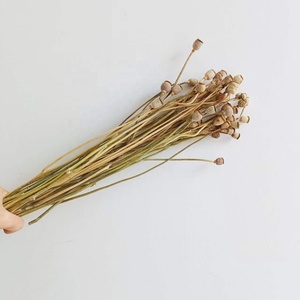 Flores Secas Naturales Reales al por Mayor de Fábrica de Kunming, Amapola Seca para Arreglos Florales de Boda/Decoración en Estilo INS - Product Image 5