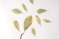 12 pièces/sac Feuilles d'euonyme dorées pressées, plantes botaniques
