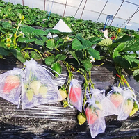 Ecologische HDPE anti-insectennetten fruitbeschermingszakken voor appel, mango en drakenvrucht