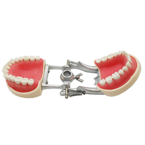 Modelo de Dientes Humanos para Higiene Dental, Modelo Educativo Estándar, Dientes Tipodontes - Product Image 5