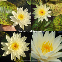 Sachet en vrac de fleurs de lotus bleues séchées naturelles, magnifiques et détoxifiantes, pour une peau éclatante (fleur individuelle)