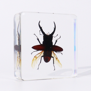 Echt Dier Kristal Blok Echt Insect Hert Kever Hars Specimen Collectie Voor Kinderen - Product Image 5
