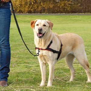 Milkary Pcs Bolt <b>Snap</b> <b>Hooks</b> For Dog Leash Clips Metal Heavy Duty Swivel <b>Snap</b> <b>Hook</b> Dog Leash Hardware Pet Hardness Key Chain Clas - Product Image 6