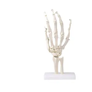 森林人体骨骼模型手关节模型纯白色塑料真人大小骨模型高品质逼真手假体