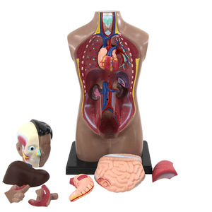 Modèle d'anatomie du torse humain Qinghua de 42 cm avec organes détachables, modèle pédagogique médical du cœur et des organes internes, jouet éducatif - Product Image 1