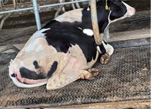 Matelas pour vache, lit d'eau, lit frotté, <span class=keywords><strong>prix</strong></span> d'usine direct, vente en gros, durable - Product Image 6