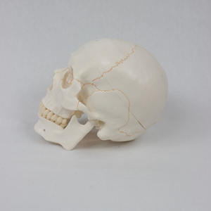 Modelo de Cráneo Humano Profesional de PVC DARHMMY - Líneas de <span class=keywords><strong>Sutura</strong></span> Numeradas para Referencia Anatómica y Enseñanza - Product Image 3