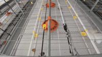 Alimentation automatique personnalisée ferme de poulets de chair intelligente cage à poulets poulailler rideau élevage de volailles