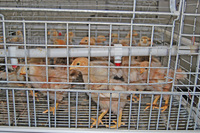 Cage à 4 niveaux pour petits poussins Cage à eau automatique pour poulets d'élevage de bébés
