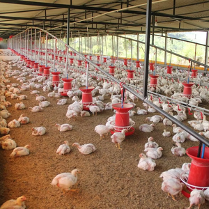 Poulailler à cadre en acier durable et économique pour fermes, hangars de garage, centres commerciaux, entrepôts industriels - Product Image 2