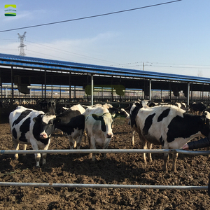 Système intelligent de refroidissement et d'alimentation pour élevages bovins – Abreuvoirs en acier inoxydable pour 500 vaches – Ferme laitière - Product Image 6