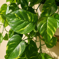 Plantes artificielles suspendues de qualité supérieure, résistantes aux UV, 1 m |   Système de verdure intégré au plafond |   Décoration biophilique professionnelle