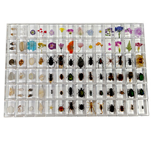 Spécimens d'insectes authentiques, plantes et coquillages marins en résine pour l'éducation préscolaire et l'équipement expérimental - Product Image 1