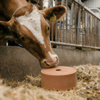 Chlorure de Sodium Supplément Alimentaire pour Animaux Pureté 96% Qualité Alimentaire pour Suppléments Minéraux Bovins en Forme de Brique Améliorée