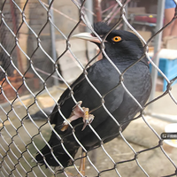 Filet de protection en maille flexible en acier inoxydable tissé à la main pour volières de zoo, grandes cages à oiseaux et enclos animaliers