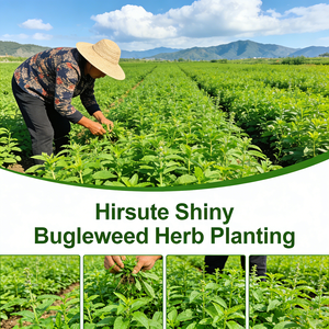 100% Pure <span class=keywords><strong>Eupatorium</strong></span> Aceite esencial Venta al por mayor Natural Pure <span class=keywords><strong>Eupatorium</strong></span> Oil Fabricante Proveedor Fortune <span class=keywords><strong>Eupatorium</strong></span> Herb Oil - Product Image 3
