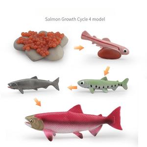 ของเล่นรูปวงจรชีวิตแมลงเพื่อการศึกษา ชุดการเรียนรู้วิทยาศาสตร์พลาสติกแข็งไร้กลิ่น - Product Image 6